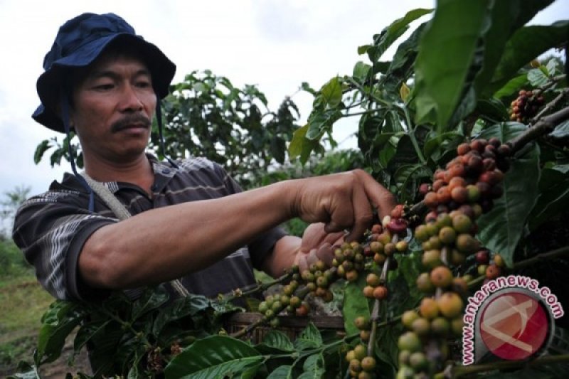 Petani Kopi Garut Peroleh Perhatian Akses Keuangan