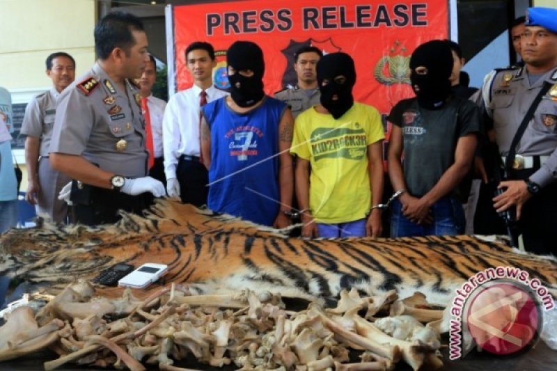 PERDAGANGAN KULIT HARIMAU SUMATERA