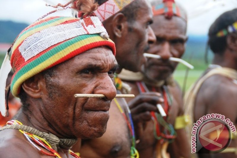 Budaya Tusuk Hidung warga Oksibil Pegunungan Bintang Papua