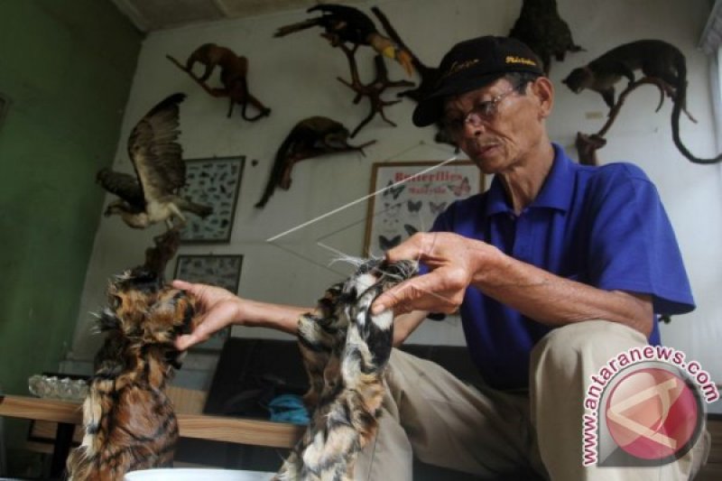 ANAK HARIMAU SUMATERA MATI