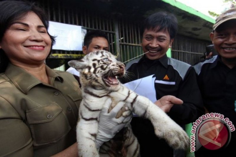 KELAHIRAN ANAK HARIMAU BENGGALA