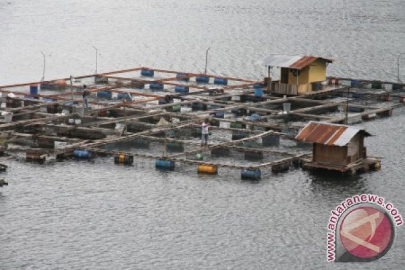 Gambar Togel Ikan Mujair
, Petani Aceh Utara Mulai Gairah Budidaya Ikan Mujair Antara News Aceh