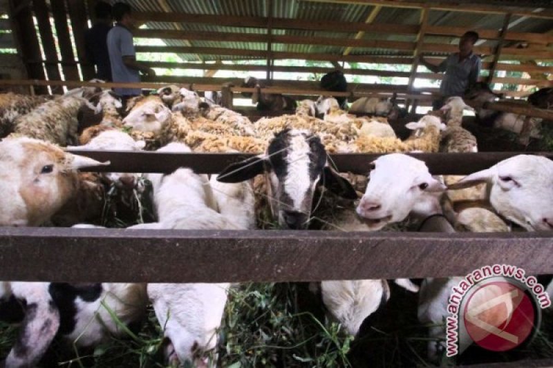 PERMINTAAN KAMBING KURBAN GAYO