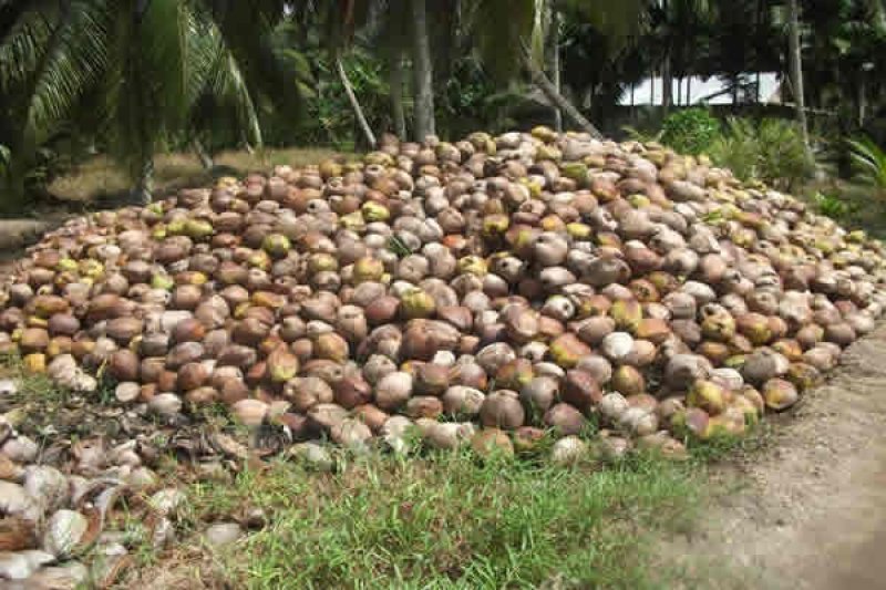 Disbun: Kelapa Berperan Penting Bagi Perekonomian Inhil