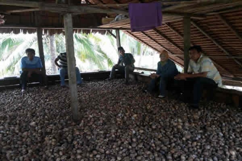 Disbun Inhil Tingkatkan Mutu Produksi Pinang