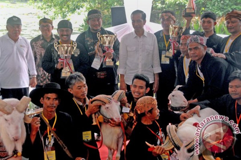 Presiden Gelar Lomba Domba Garut