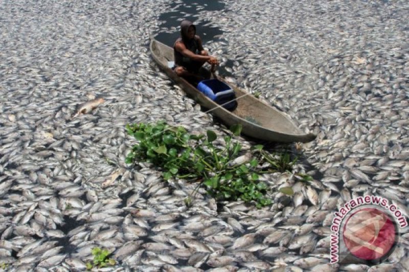 IKAN KERAMBA MANINJAU MATI