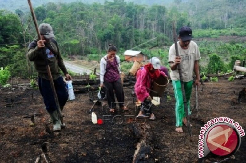 Bakar Lahan Untuk Buka Ladang Itu Ada Ritualnya Dayak Iban Keberatan Larangannya Antara News Kalimantan Tengah Berita Terkini Kalimantan Tengah