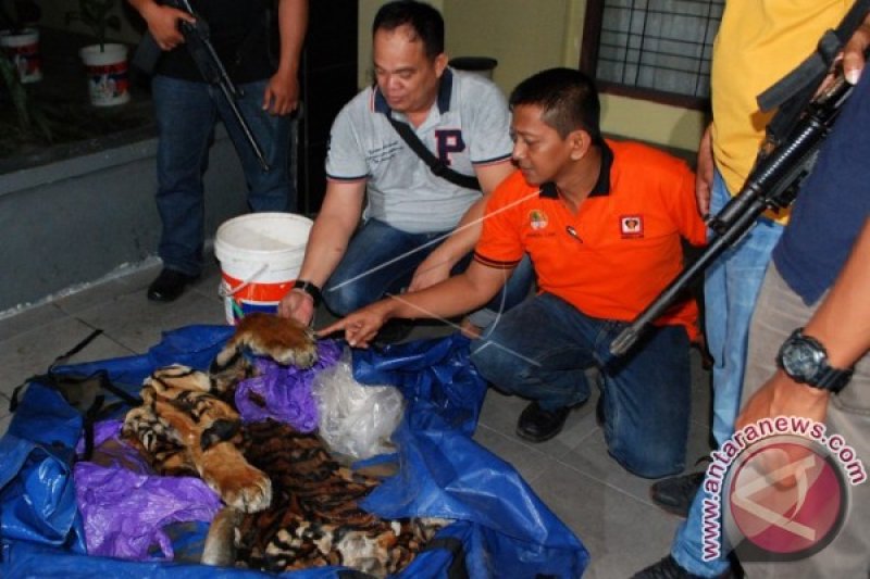 PENGGAGALAN PENJUALAN KULIT HARIMAU SUMATERA