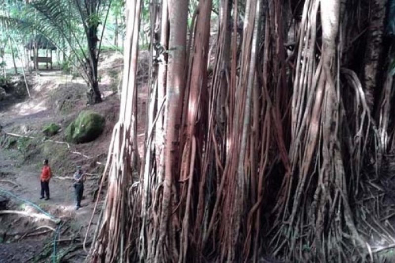 Desa Plajan Kembangkan Taman Wisata Margasatwa Antara Jateng