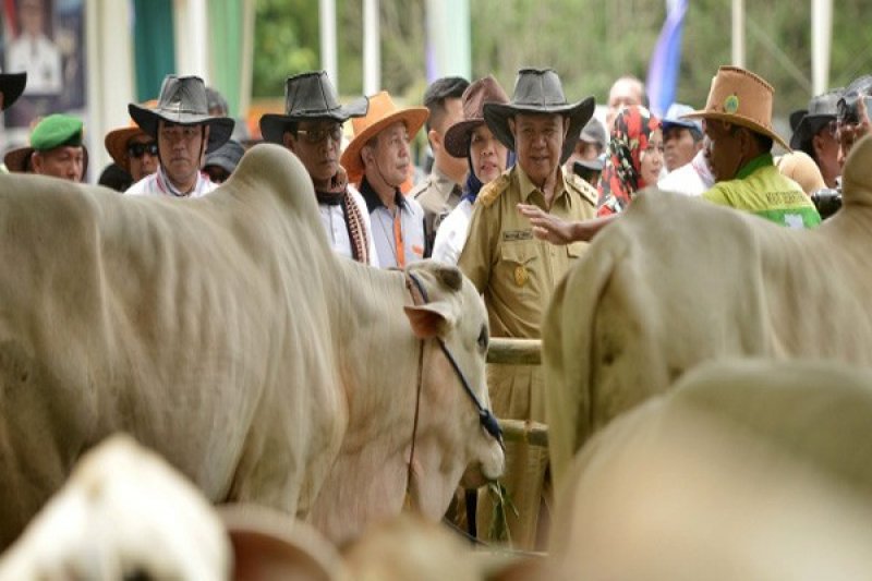 Wagub : Lampung Potensial Menjadi Lumbung Ternak