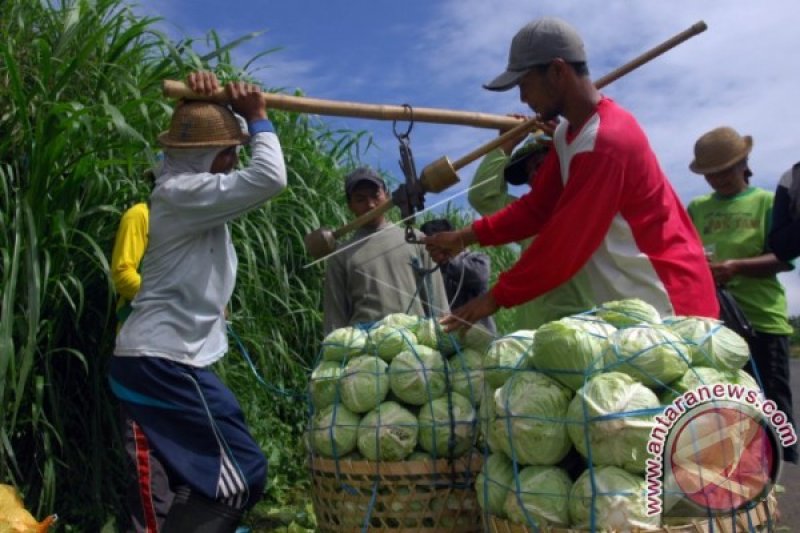 HARGA KOMODITAS SAYURAN NAIK