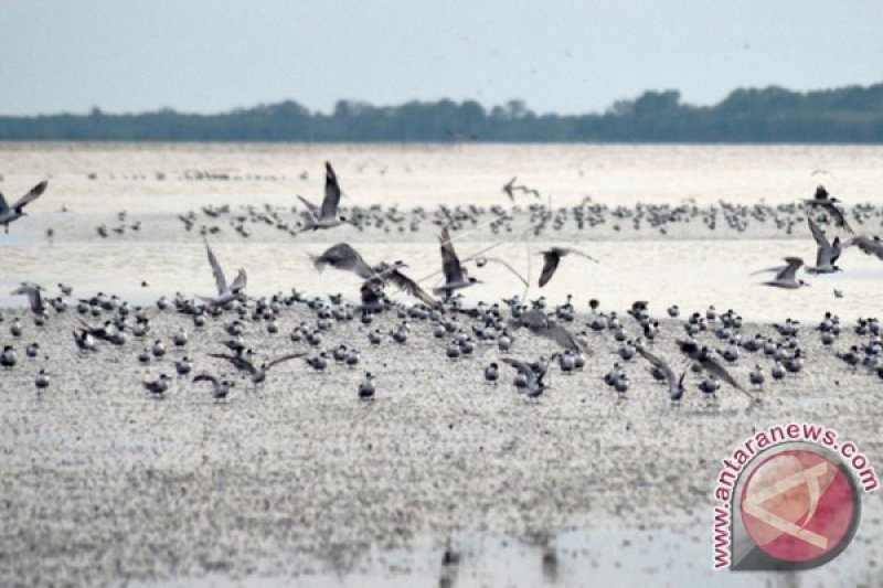 Burung Migrasi di TNBS Jambi