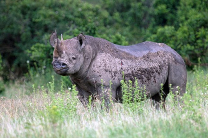 Diceros bicornis longipes