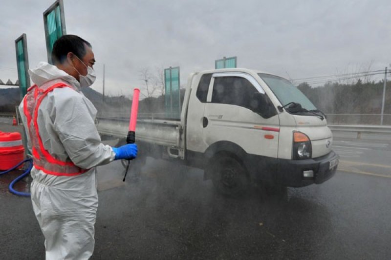 Korea Selatan laporkan kasus flu burung pertama dalam enam bulan
