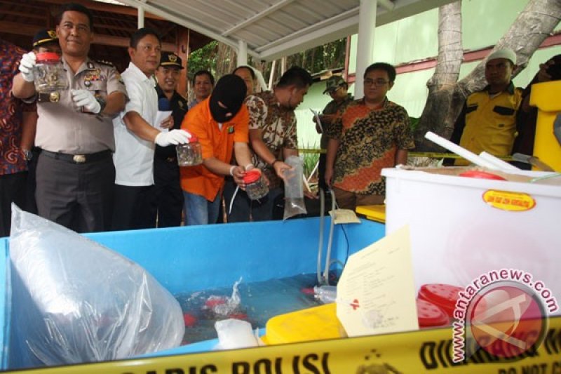 Pengungkapan Kasus Bibit Lobster Ilegal