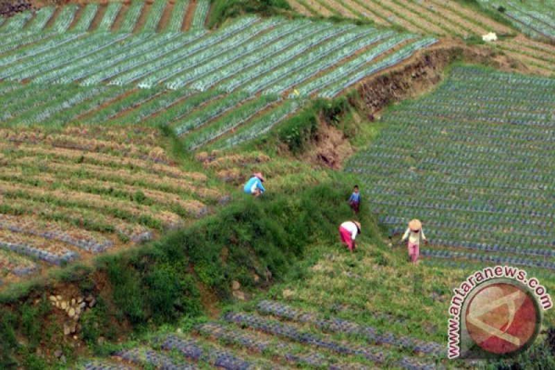 LUMBUNG BAWANG SUMATERA