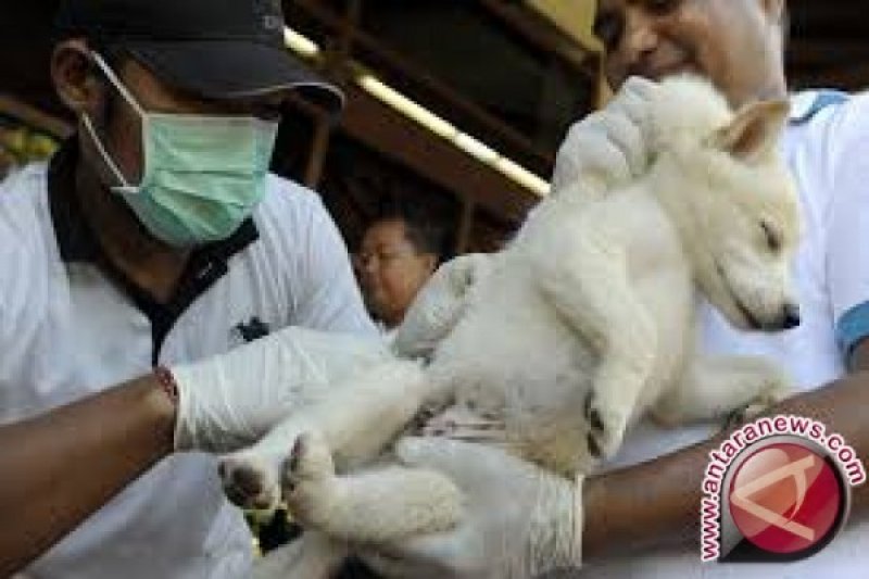 Cegah Penularan Rabies, Solok Selatan Vaksin 1.524 Hewan Peliharaan
