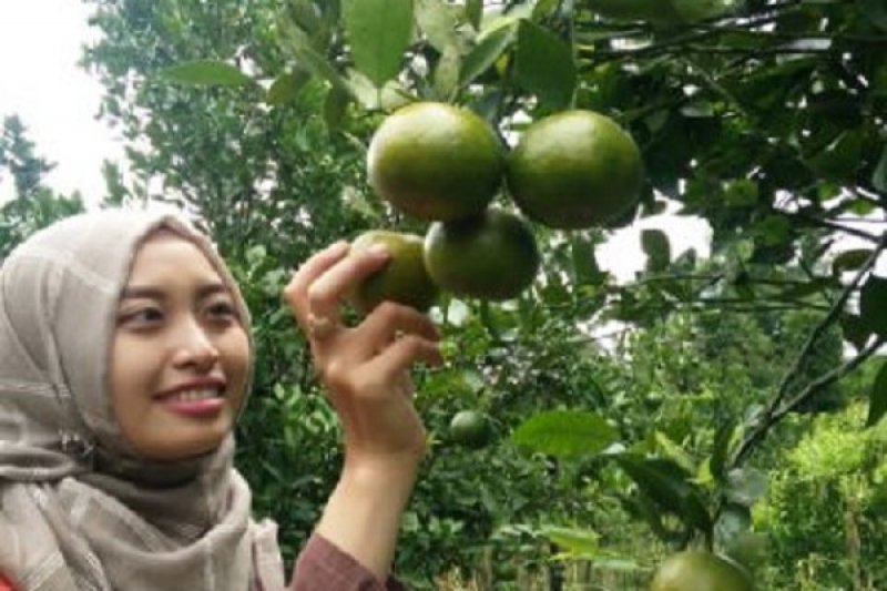 Petani Kembangkan Agrowisata Jeruk Garut