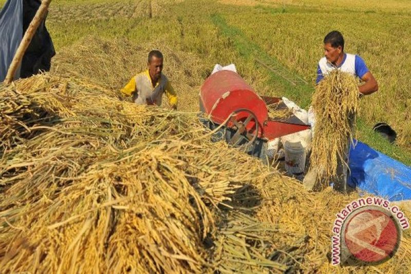 BPS catat produksi padi naik 0,14 persen hingga September 2021