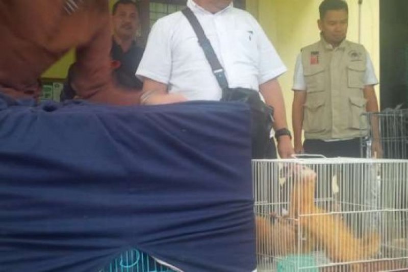 Macan, Lutung, dan Elang Disita BPPHKLHK dari Rumah di Pekanbaru