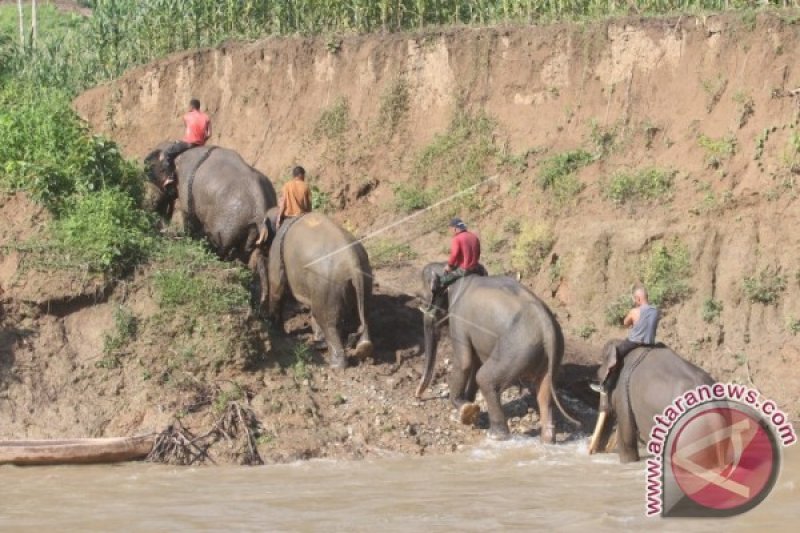 PATROLI GAJAH DI ACEH