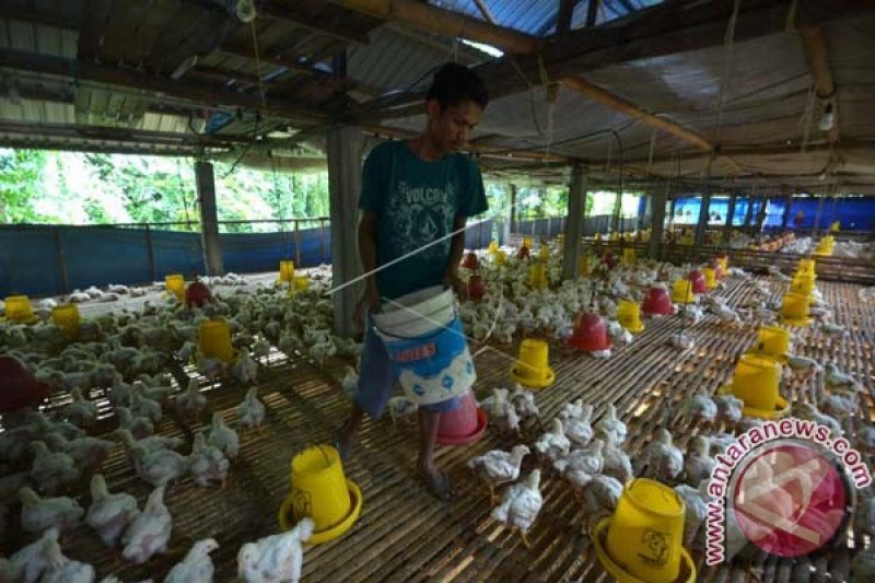 KPPU SIDAK HARGA AYAM POTONG