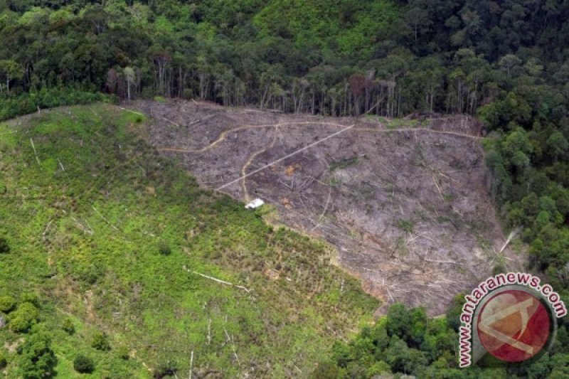 HUTAN RUSAK LIMAPULUHKOTA