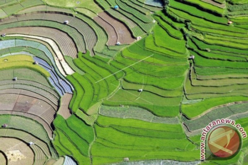 TARGET CETAK SAWAH BARU