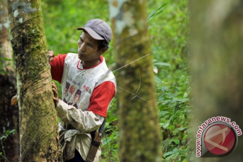 PRODUKSI GETAH KARET SIJUNJUNG