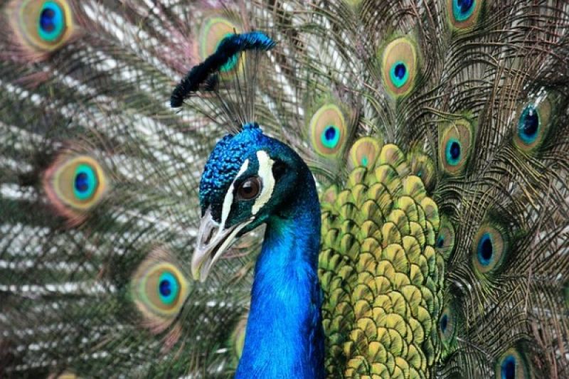 55 Gambar Burung Merak Yang Tercantik Gratis Terbaru