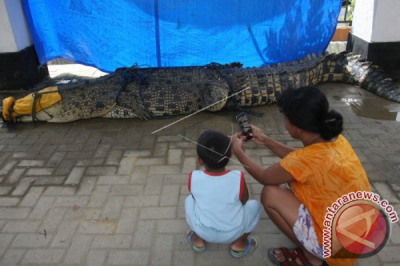 BUAYA MUARA DITANGKAP