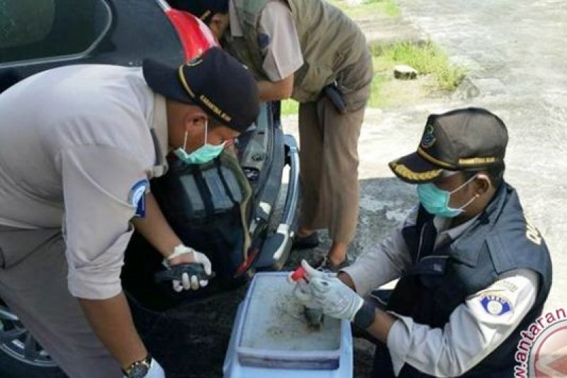 Balai Karantina Ikan Palembang monitoring penyebaran hama