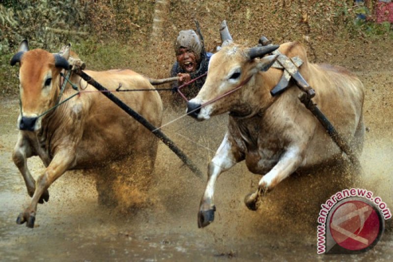 MELESTARIKAN PACU JAWI