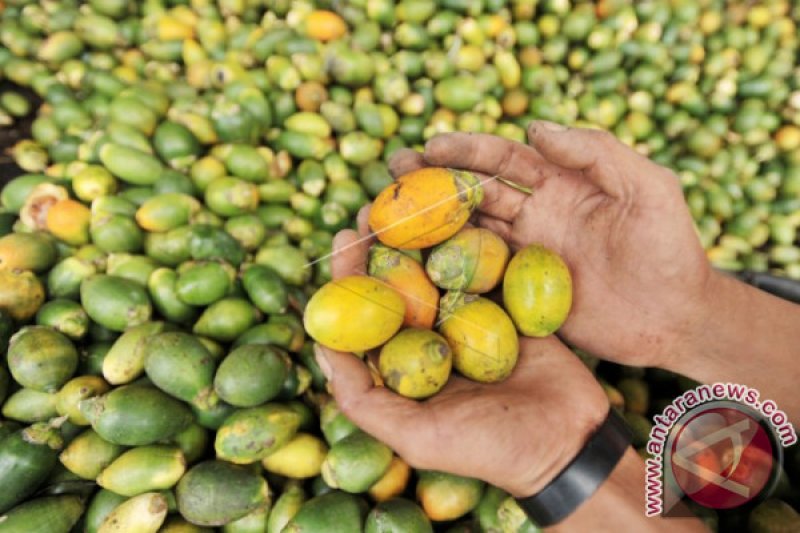 HARGA PINANG NAIK