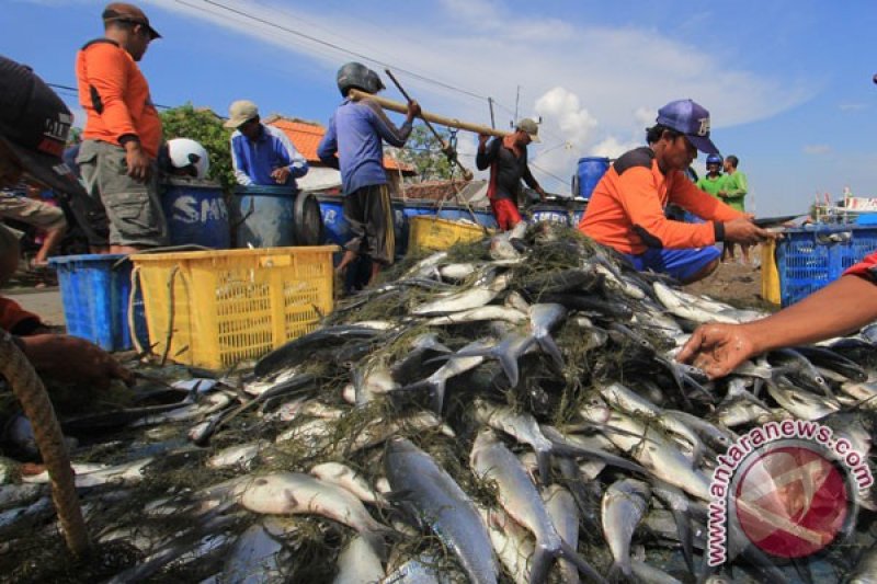 Harga Bandeng Naik