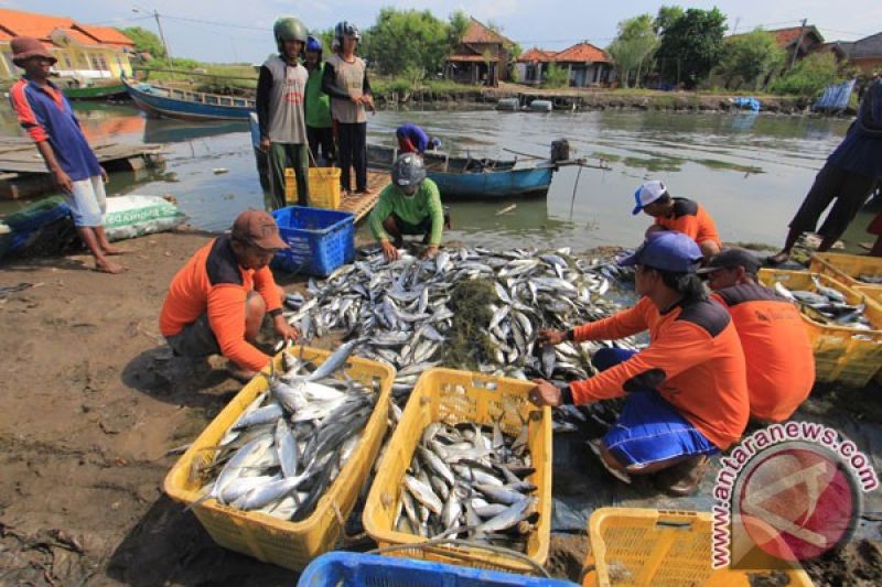 Harga Bandeng Naik