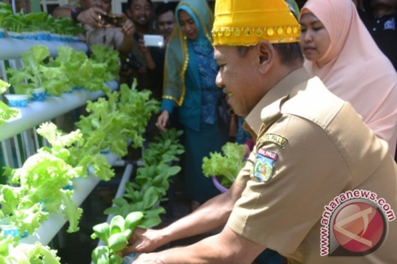 Wali Kota Panen Sayur Hidroponik