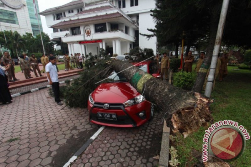 POHON TUMBANG DI KANTOR WALI KOTA