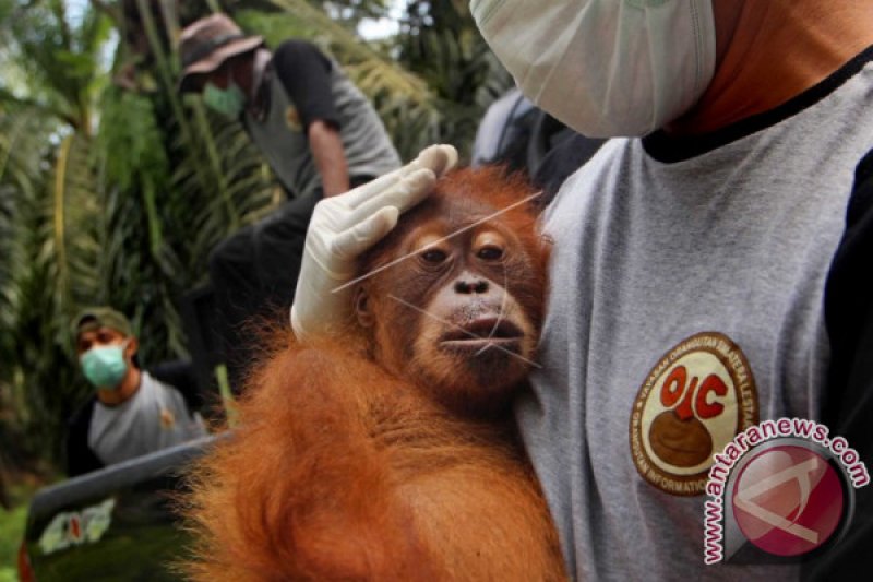 EVAKUASI ORANG UTAN SUMATRA