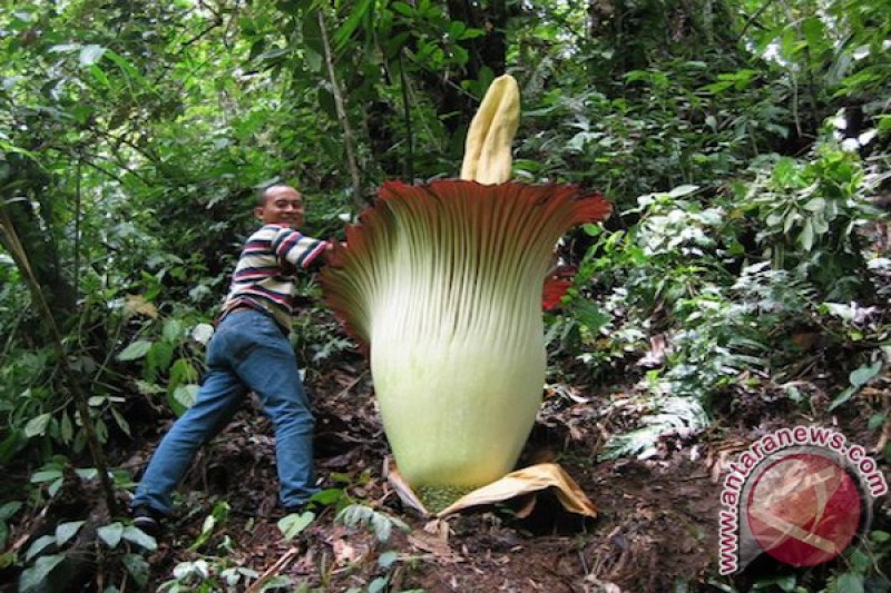 Amorphophallus Titanum Setinggi Tiga Meter Mekar Di Bengkulu