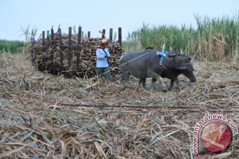 PETANI TEBU TUNTUT KENAIKAN HET GULA