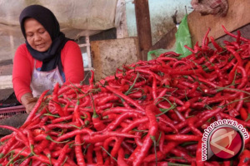 HARGA CABE NAIK