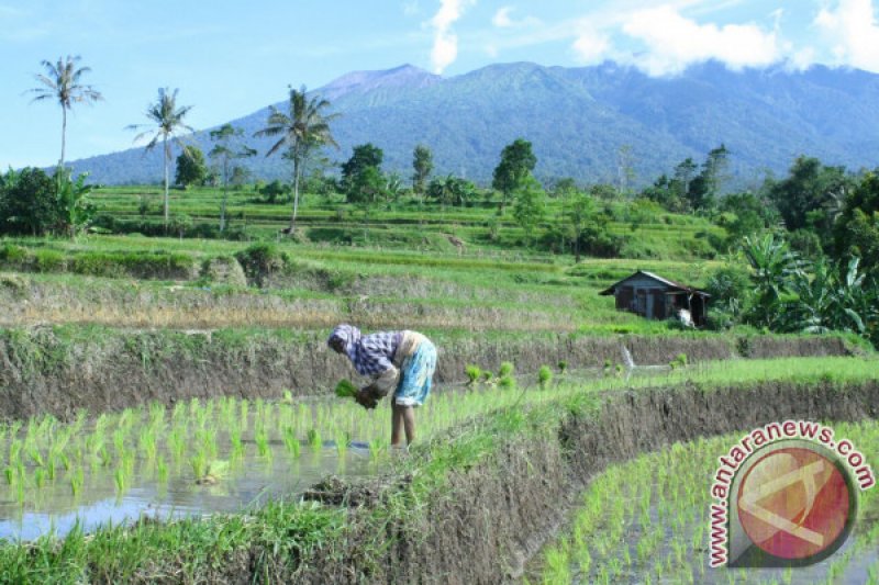 MUSIM TANAM PADI