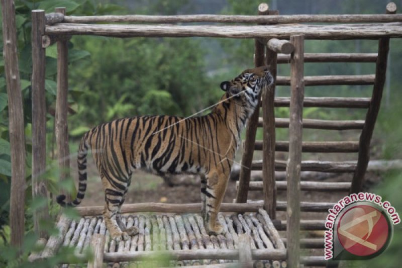 PELEPASAN HARIMAU SUMATERA