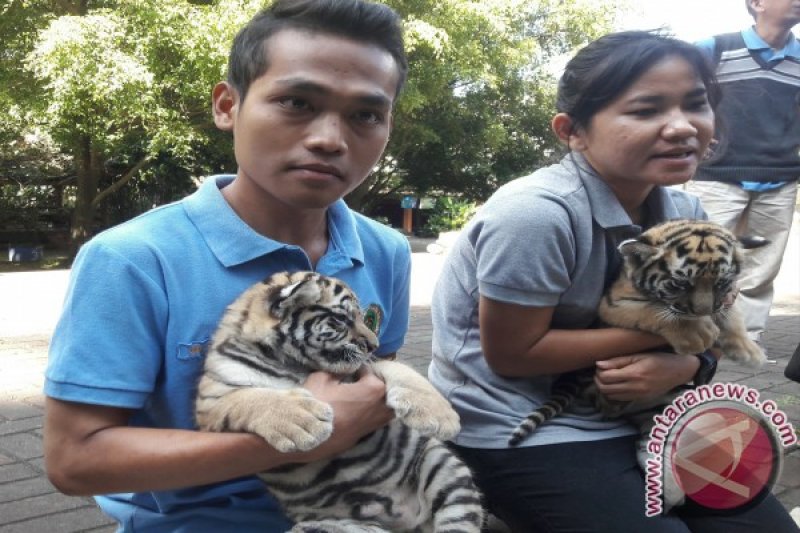 Kebun Binatang Bandung Kenalkan Dua Bayi Harimau 