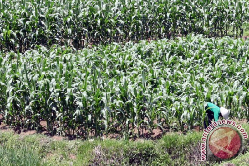 PETANI JAGUNG PADANG