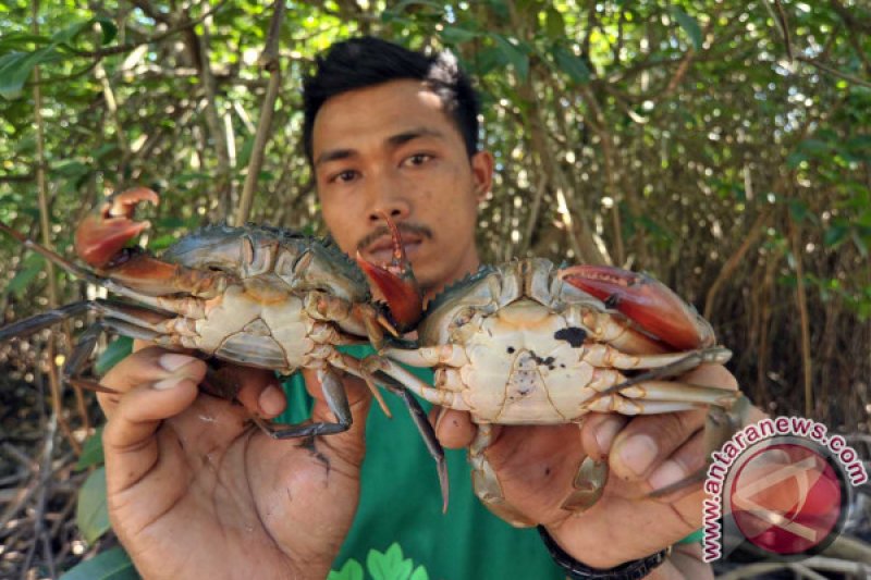 PELESTARIAN MANGROVE DAN KEPITING