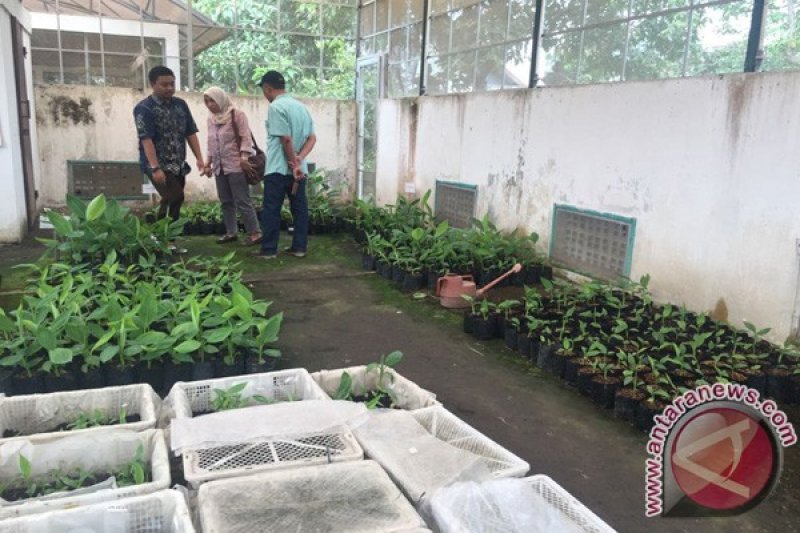 Plasma pisang kewalahan penuhi permintaan kultur jaringan