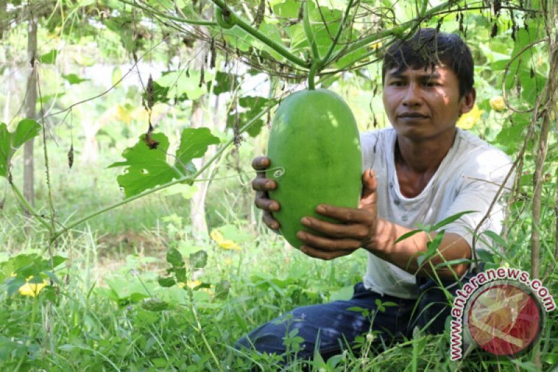 PANEN BUAH KUNDUA